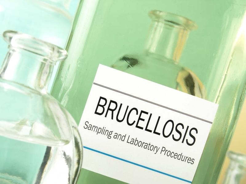 Бруцеллез – болезнь коварная
